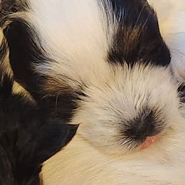 Biewer Terrier Puppies from Donna Lonsiak
