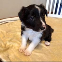 Velma - Black and white female Border Collie puppy in Burlington, Kentucky from Murphys Farm