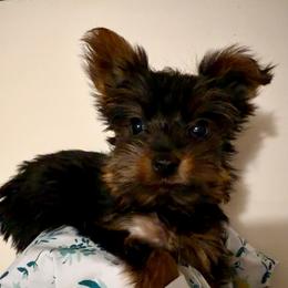 Girl - Black and gold female Yorkshire Terrier puppy in Bakersfield, California from Yorkie To My Heart