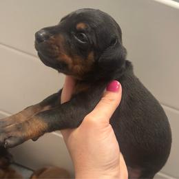 Basil - Black and rust female Doberman Pinscher puppy in Wellington, Ohio from Jessie (TDD, llc)