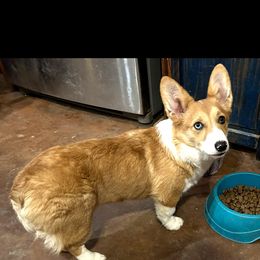 Lucee - American Corgi