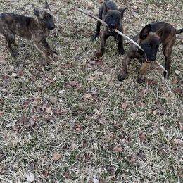 xDutch Shepherd Puppies from Crystal Coast Canines
