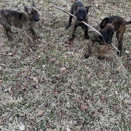 xDutch Shepherd Puppies from Crystal Coast Canines