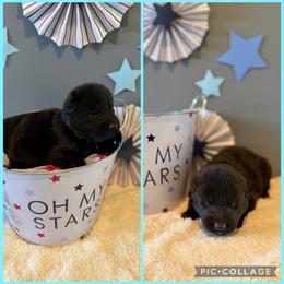 Teal K von Charry - Black female German Shepherd puppy in Midway, Kentucky from Von Charry German Shepherd’s