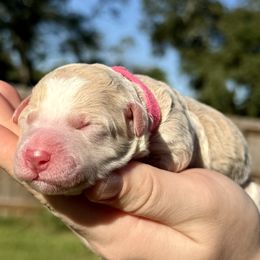 Australian Labradoodle, Bernedoodle, Cavapoo, and Poodle Puppies from Walk with Me Doodles