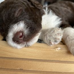 Lagotto Romagnolo Puppies from Agapē Lagotto Romagnolo