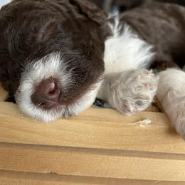 Lagotto Romagnolo Puppies from Agapē Lagotto Romagnolo