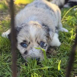 Dozer - Blue merle male Border Collie puppy in North Lakeport, California from Wild Rose Ranch