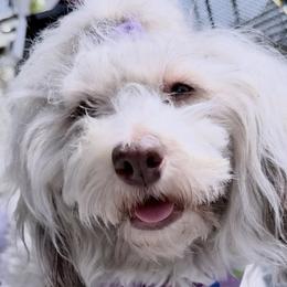 Havanese from HavanesePuro