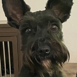 Poppy - Miniature Schnauzer