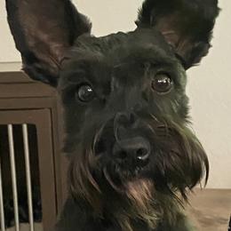 Poppy - Miniature Schnauzer