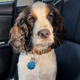 Rebel - Black white and tan male English Springer Spaniel puppy in Florida from Thunderbird Springers