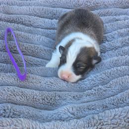 Purple Collar Female - Red female Pembroke Welsh Corgi puppy in Tenino, Washington from LoneStar Corgis NW