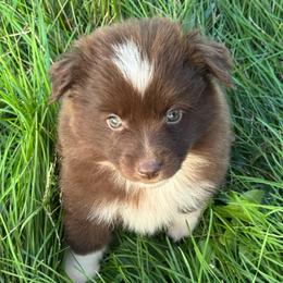 Dolly - Red & white female Miniature Australian Shepherd puppy in Stuart, Iowa from Arbor Hill Aussies