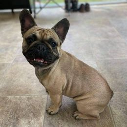 French Bulldogs and Pugs from Felzar