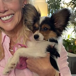 Papillon All Grown Up from PapillonPups