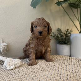 Yellow Boy - Red  male Goldendoodle puppy in Colorado Springs, Colorado from Simply Mini Goldendoodles