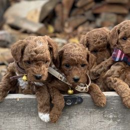 Poodles from Mahlon's Poodles