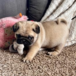 Red - Fawn male Pug puppy in Baylis, Illinois from Cameo's Pugs