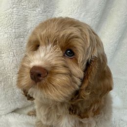 Finn - Buff male Cockapoo puppy in Queens, New York from The 2 Musketeers_Cockapoos