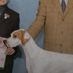 Pointers from Moorland Pointers