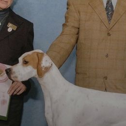 Pointers from Moorland Pointers