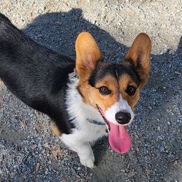 Winnie - Pembroke Welsh Corgi