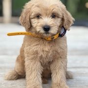 Ray - Red male Whoodle puppy in Rising Sun, Indiana from Ruby Lane Doodles