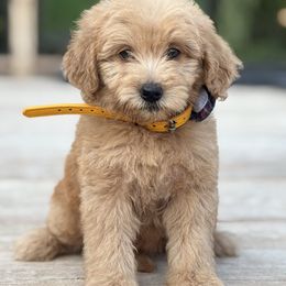 Ray - Red male Whoodle puppy in Rising Sun, Indiana from Ruby Lane Doodles