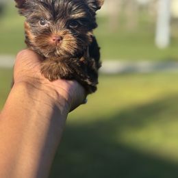Brownie - Chocolate and tan male Yorkshire Terrier puppy in Deltona, Florida from Poodles by CNC