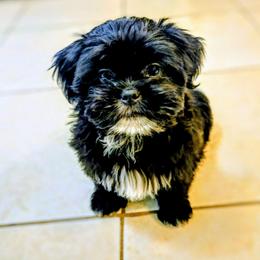 Lumi - Black female Lhasa Apso puppy in Hillsboro, Oregon from Luv-N-Laughter Lhasa Apsos