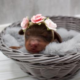 Chocolate Female - Chocolate and tan female Dachshund puppy in Wichita, Kansas from Geta Long Little Doggie