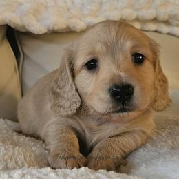 Frost 3875 - Cream male Dachshund puppy in Ben Wheeler, Texas from Anytime Dachshunds by D.B.