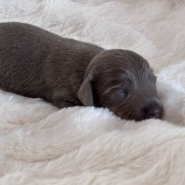 Harvest - Fawn (isabella) and tan male Dachshund puppy in Osage, Oklahoma from Vandruff Creek Mini Dachshunds