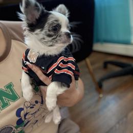 CKC Merle George - Merle male Chihuahua puppy in Brooklyn, New York from Cuties 4 You