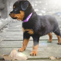 Chinese Crested and Rottweiler Puppies from Long Rotts & Long Haul Cresteds