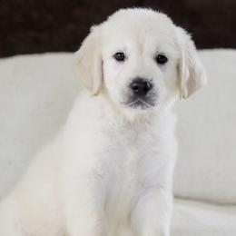 Mr. Brown Collar - Light golden male Golden Retriever puppy in Troy, Alabama from Southland Goldens