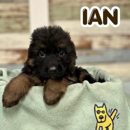 Ian - Black and red male German Shepherd puppy in Canton, Texas from WILDWOOD GERMAN SHEPHERDS