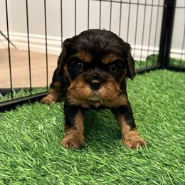 Collar yellow - Black and tan female Cavalier King Charles Spaniel puppy in Texas from Meyer's Cavalier