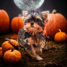 Yorkshire Terrier Puppies from Essence of Grace Yorkies