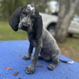Girl 2 - female Bluetick Coonhound puppy in Ocklawaha, Florida from Lone River Blueticks