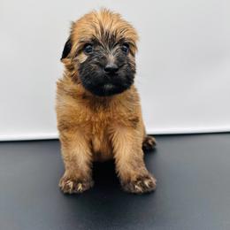 Hot Pink - Wheaten female Soft Coated Wheaten Terrier puppy in The Colony, Texas from Wonderful Wheatens