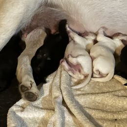 Labrador Retriever Puppies from Ski2Sky Labrador’s