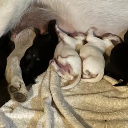 Labrador Retriever Puppies from Ski2Sky Labrador’s
