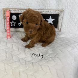Polly - Red  female Poodle puppy in Florida from Adorable Toy-Miniature Poodles