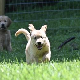 Golden Retriever puppies from Knight's Golden Acres