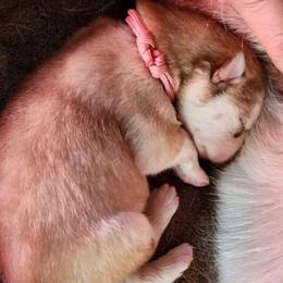 Sasha, pink collar girl - Red and white female Alaskan Malamute puppy in Grayson County, Virginia from River Bend Malamutes