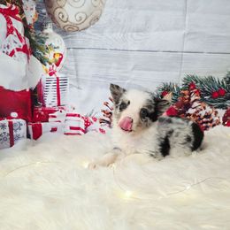 Blue cheese - White and blue merle male Border Collie puppy in Avilla, Indiana from Borderline Kennels
