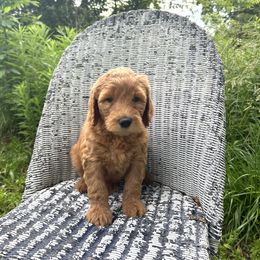 Boy 5- Rico - male Labradoodle puppy in Mountain View, Missouri from Gastineau Doodles
