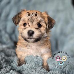 Sushi - Chocolate brindle female Havanese puppy in New Castle, Colorado from Havanese Havaton Pups